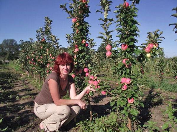 How to prune a columnar apple tree