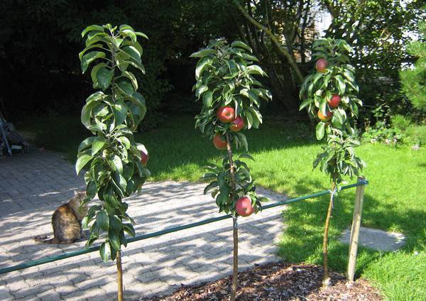 How to prune a columnar apple tree