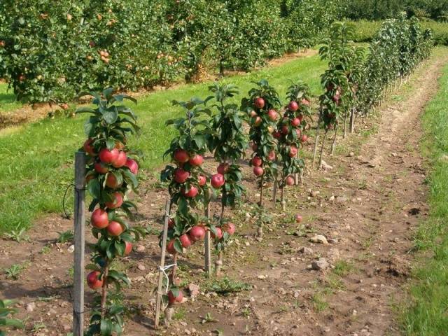 How to prune a columnar apple tree