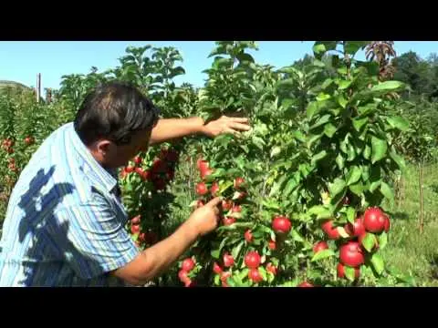 How to prune a columnar apple tree