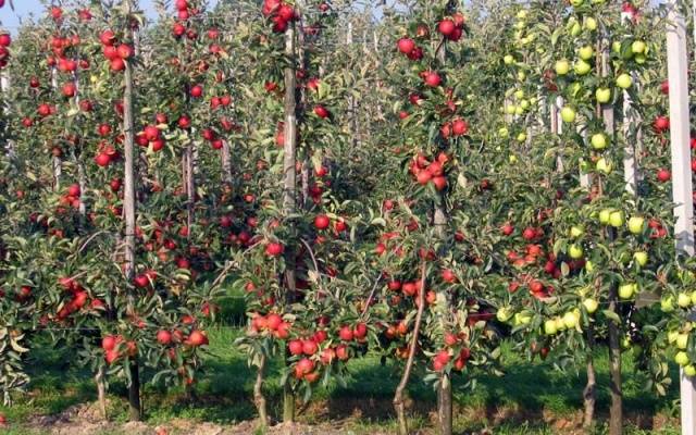 How to prune a columnar apple tree