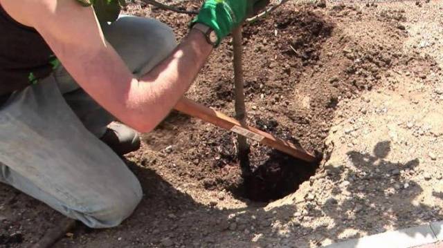 How to prune a columnar apple tree