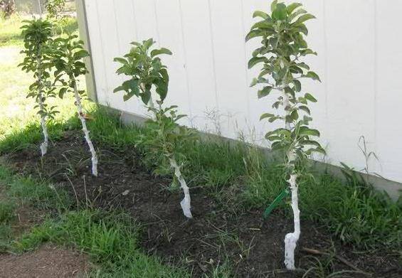 How to prune a columnar apple tree