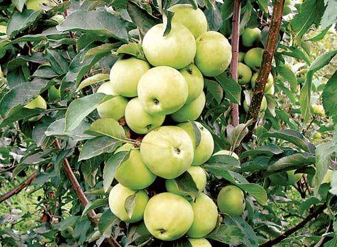 How to prune a columnar apple tree in autumn