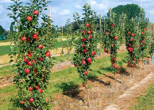 How to prune a columnar apple tree in autumn