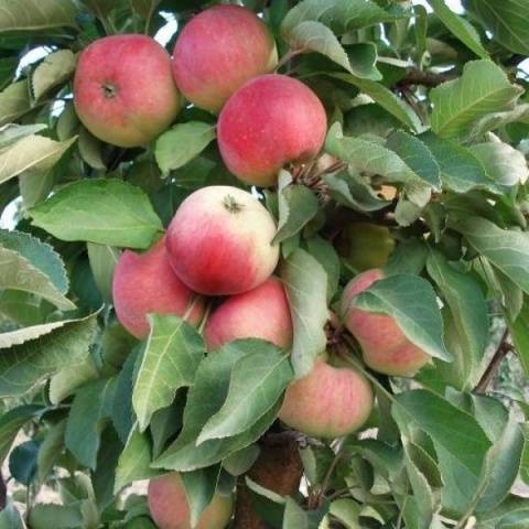 How to prune a columnar apple tree in autumn