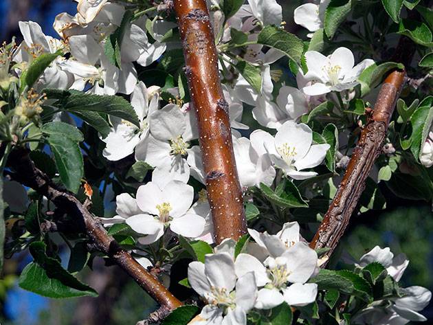 How to prune a columnar apple tree in autumn