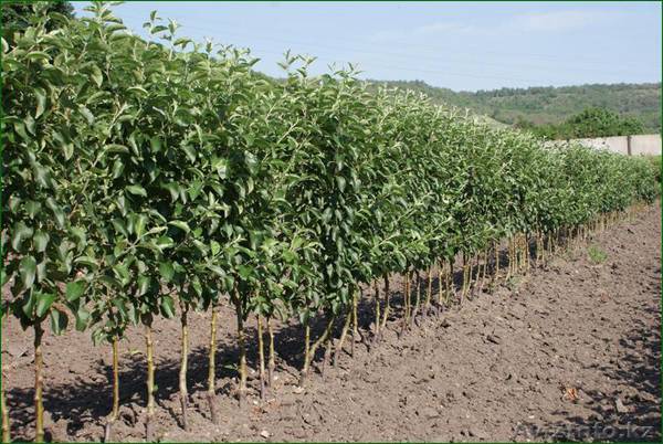 How to prune a columnar apple tree in autumn