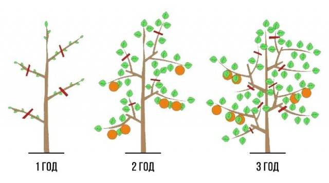 How to prune a columnar apple tree in autumn