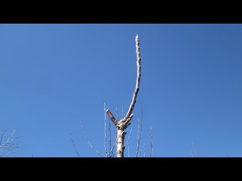 How to prune a columnar apple tree in autumn