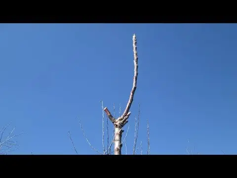 How to prune a columnar apple tree in autumn