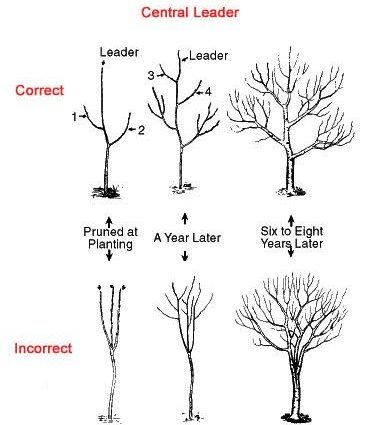 How to prune a columnar apple tree: terms, diagrams and photos