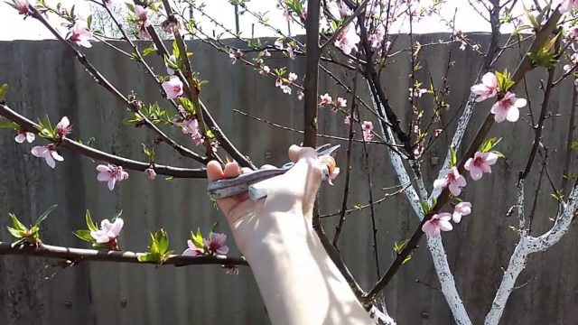 How to prune a peach in spring and summer