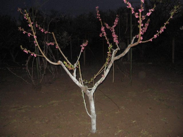 How to prune a peach in spring and summer