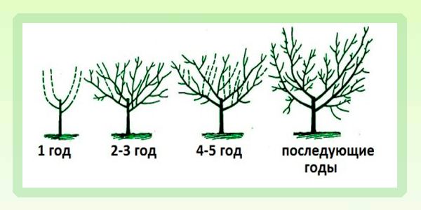 How to prune a peach in spring and summer