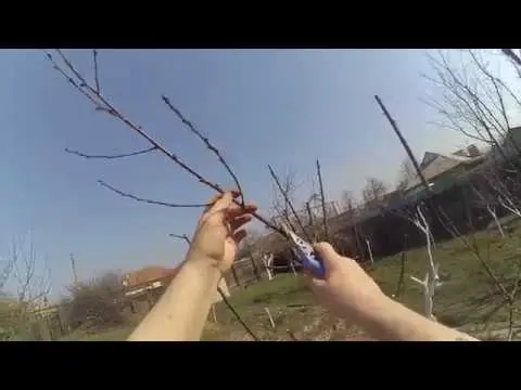 How to prune a peach in spring and summer