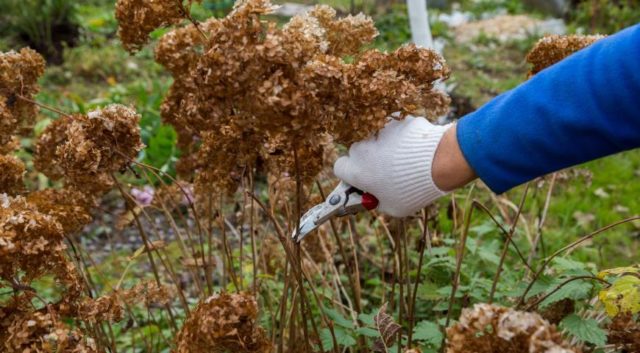 How to prune a tree hydrangea in autumn: diagrams and videos