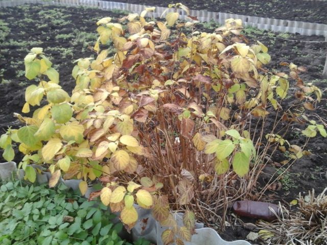 How to prune a tree hydrangea in autumn: diagrams and videos