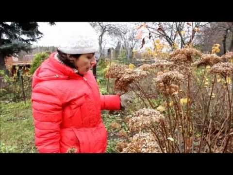 How to prune a tree hydrangea in autumn: diagrams and videos