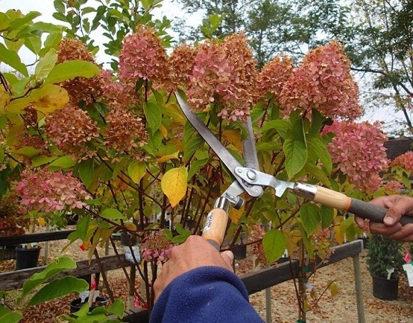 How to prune a tree hydrangea in autumn: diagrams and videos