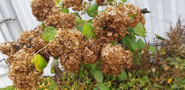 How to prune a tree hydrangea in autumn: diagrams and videos