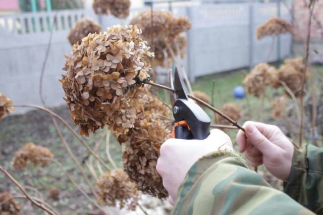 How to prune a tree hydrangea in autumn: diagrams and videos