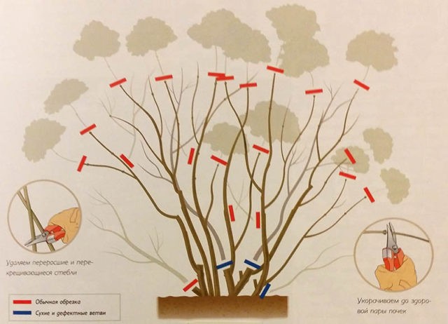 How to prune a tree hydrangea in autumn: diagrams and videos