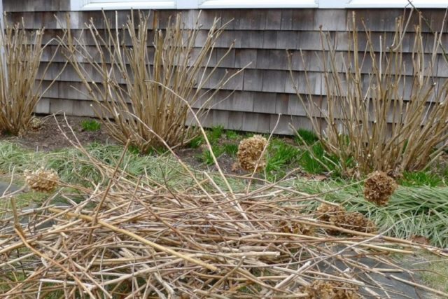 How to prune a tree hydrangea in autumn: diagrams and videos