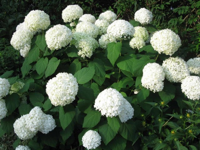 How to prune a tree hydrangea in spring: tips for beginners