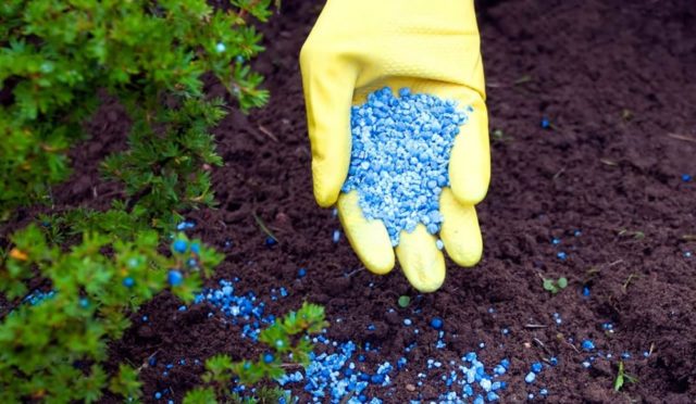 How to prune a tree hydrangea in spring: tips for beginners