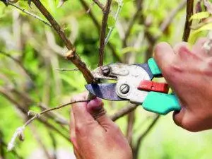 How to prune a young apple tree in autumn + diagram