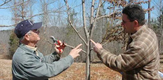 How to prune a young apple tree in autumn + diagram