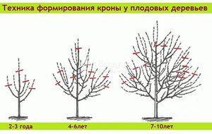 How to prune a young apple tree in autumn + diagram