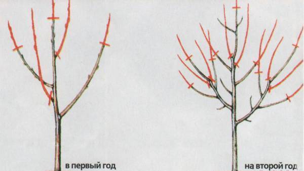 How to prune a young apple tree in autumn + diagram