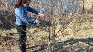 How to prune a young apple tree in autumn + diagram