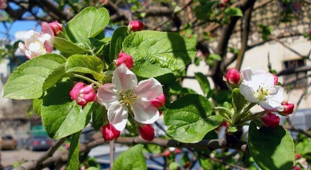 How to prune an apple tree in spring