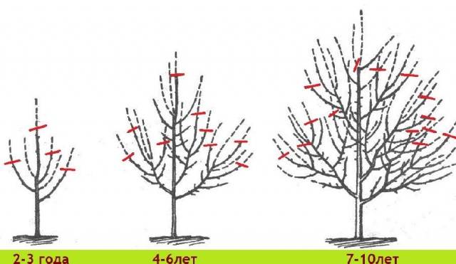 How to prune an apple tree in spring