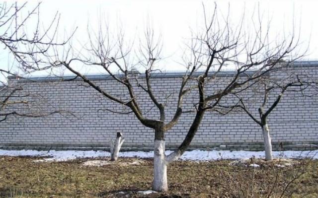 How to prune an apple tree in spring