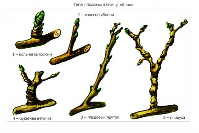 How to prune an apple tree in spring