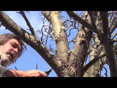 How to prune an apple tree in spring