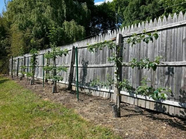 How to prune an apple tree in spring