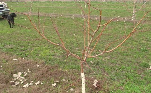 How to prune an apple tree in spring