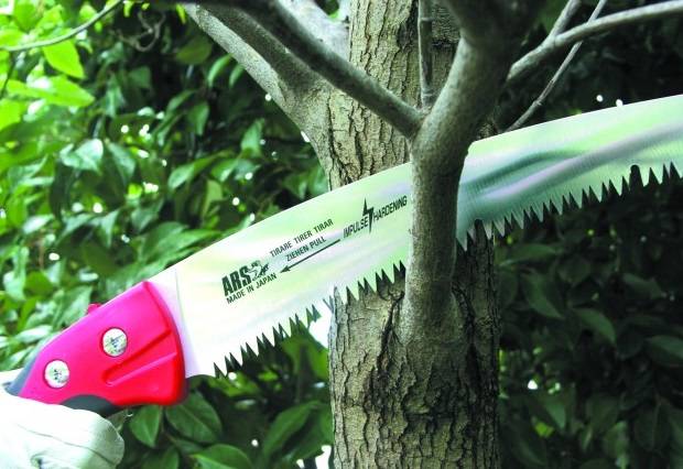 How to prune an apple tree in spring