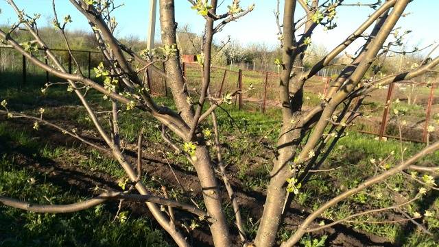 How to prune an apple tree in spring