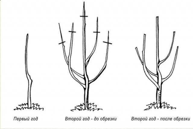 How to prune an apple tree in spring