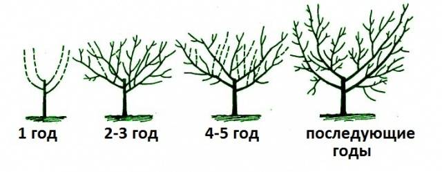 How to prune an apple tree in spring