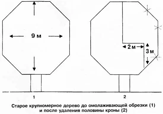 How to prune an old apple tree: diagram