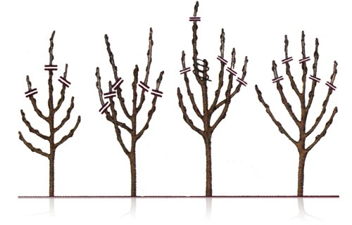 How to prune apple tree seedlings: crown formation patterns + photo (2022)