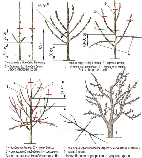 How to prune apple tree seedlings: crown formation patterns + photo (2022)