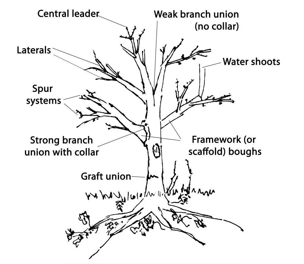 How to prune apple tree seedlings: crown formation patterns + photo (2022)